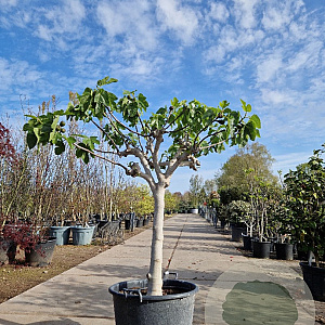 Ficus carica 80 cm stam container 20-25