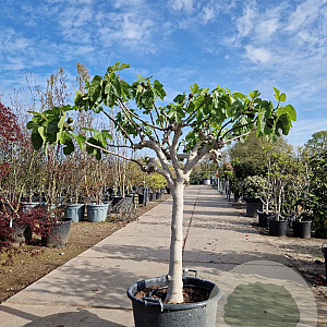 Ficus carica 80 cm stam container 20-25