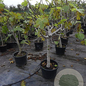Ficus carica 80 cm stam container 20-25