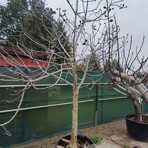 Ficus carica 80 cm stam container 25-30