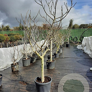 Ficus carica 80 cm stam container 25-30
