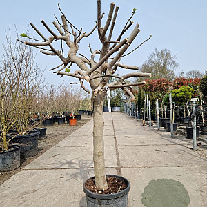 Ficus carica 80 cm stam container 25-30