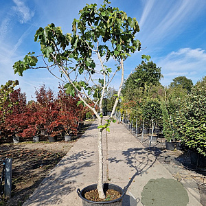 Ficus carica 90 cm stam container 18-20