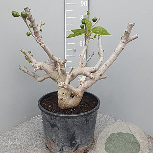 Ficus carica GM 35L extra