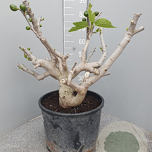 Ficus carica GM 35L extra