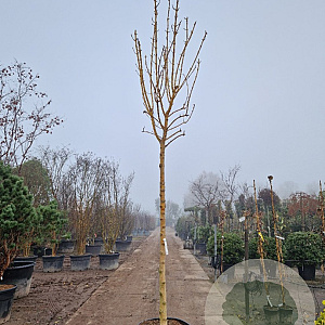 Fraxinus e. 'Jaspidea' 220 cm stam container 18-20 lei 150x120