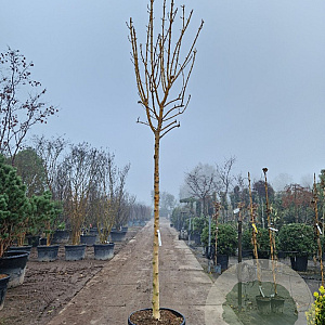 Fraxinus e. 'Jaspidea' 220 cm stam container 18-20 lei 150x120