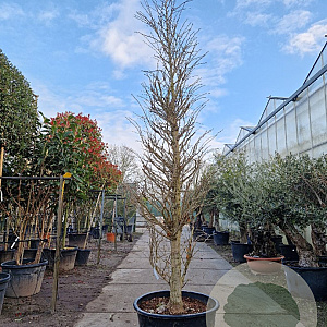 Ginkgo biloba 350-400 cm container solitair 2-3 tak