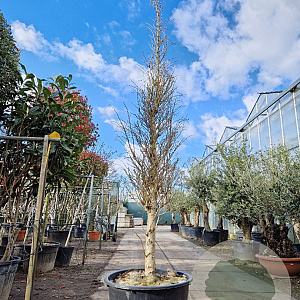Ginkgo biloba 400-450 cm container solitair