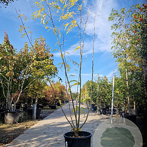 Gleditsia triacanthos inermis 250-300 cm container meerstammig