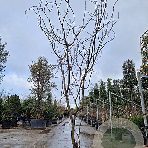 Gleditsia triac. 'Rubylace' 300-350 cm container meerstammig