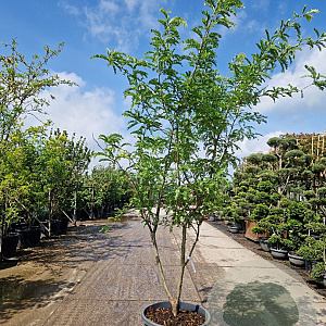 Gleditsia triac. 'Sunburst' 250-300 cm cont. 110L meerstammig