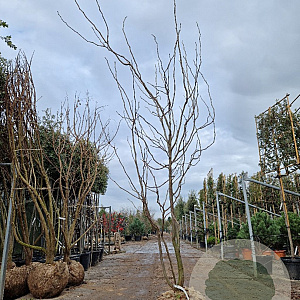 Gleditsia triac. 'Sunburst' 250-300 cm cont. 130L meerstammig