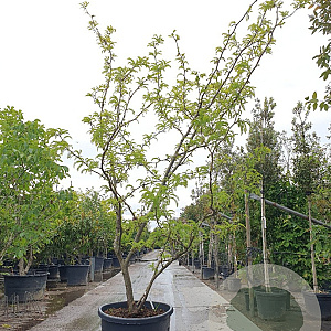 Gleditsia triac. 'Sunburst' 300-350 cm cont. 130L meerstammig
