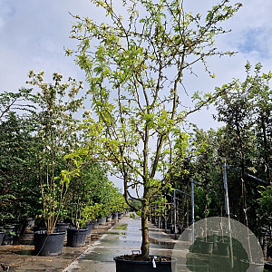 Gleditsia triac. 'Sunburst' 450-500 cm cont. 1000L meerstammig