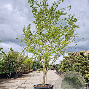 Gleditsia triac. 'Sunburst' 450-500 cm container