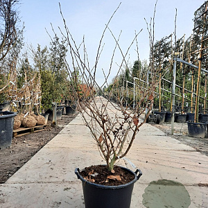 Hamamelis int. 'Diane' 125-150 cm 45L
