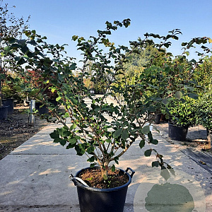 Hamamelis int. 'Diane' 125-150 cm 45L