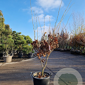 Hamamelis int. 'Ruby Glow' 150-175 cm 30L