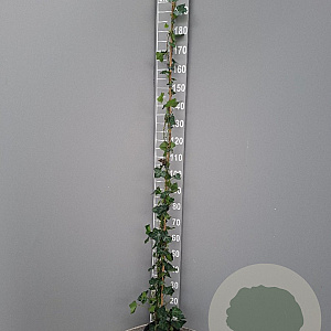 Hedera hibernica 175-200 cm 4,0L met stok