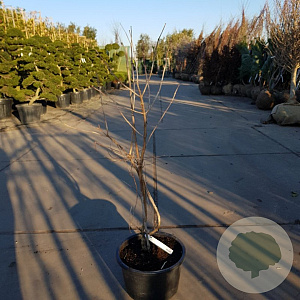 Heptacodium miconioides 125-150 cm container 