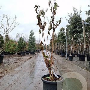 Heptacodium miconioides 125-150 cm container 
