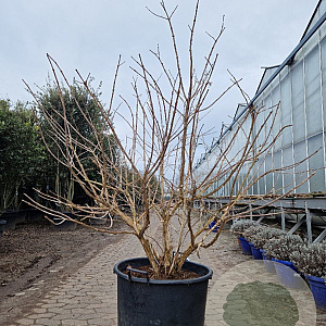 Heptacodium miconioides 125-150 cm container meerstammig