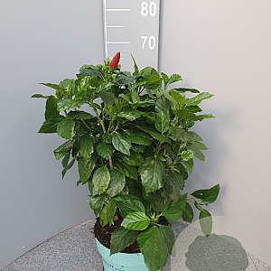 Hibiscus rosa-sinensis GM C5