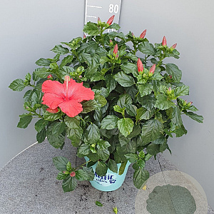 Hibiscus rosa-sinensis GM 9L