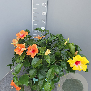Hibiscus rosa-sinensis GM 9L