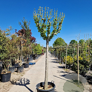 Hibiscus syriacus 160 cm stam container 20-25