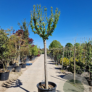 Hibiscus syriacus 180 cm stam container 20-25
