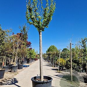 Hibiscus syriacus 200 cm stam container 25-30