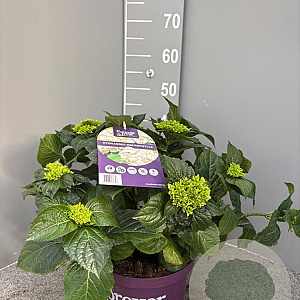 Hydrangea m. Forever & Ever Mix 40-50 cm 5,0L