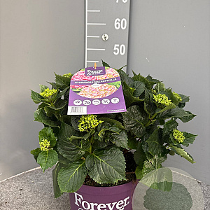 Hydrangea m. Forever & Ever Mix 40-50 cm 5,0L