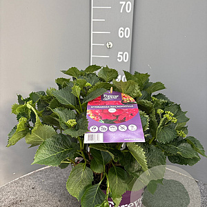 Hydrangea m. Forever & Ever Mix 40-50 cm 5,0L