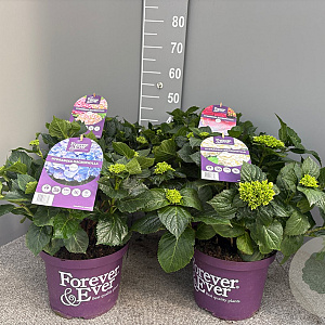 Hydrangea m. Forever & Ever Mix 40-50 cm 5,0L
