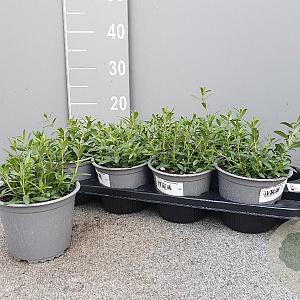 Hyssopus officinalis P14