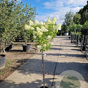 Hydrangea pan. 'Limelight' 90 cm stam 7,5L