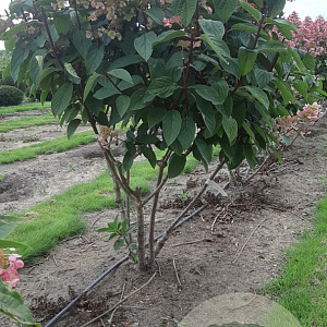 Hydrangea pan. 'Wim's Red' 120-140 cm container piramide