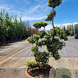 Ilex crenata 'Kimmei' 100-125 cm bonsai schaalvorm