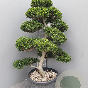 Ilex crenata 'Kimmei' 120-140 cm 40L