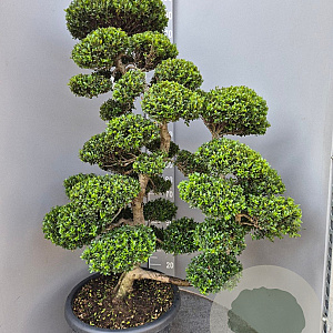 Ilex crenata 'Kimmei' 140-160 cm cont. 70L bonsai