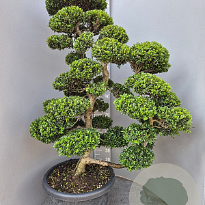 Ilex crenata 'Kimmei' 140-160 cm cont. 70L bonsai