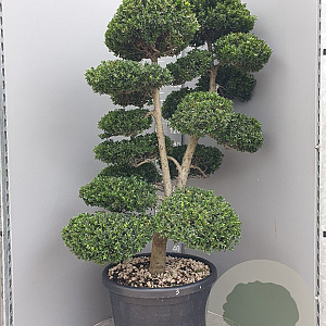 Ilex crenata 'Kimmei' 140-160 cm cont. 80L bonsai vertakt