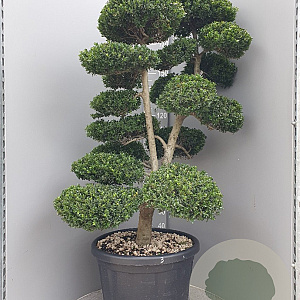 Ilex crenata 'Kimmei' 140-160 cm cont. 80L bonsai vertakt
