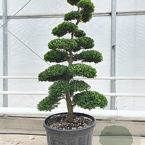 Ilex crenata 'Kimmei' 160-180 cm cont. 175L bonsai