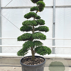 Ilex crenata 'Kimmei' 160-180 cm cont. 175L bonsai