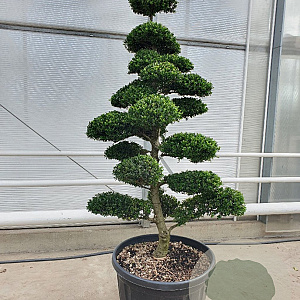 Ilex crenata 'Kimmei' 200-225 cm cont. 175L