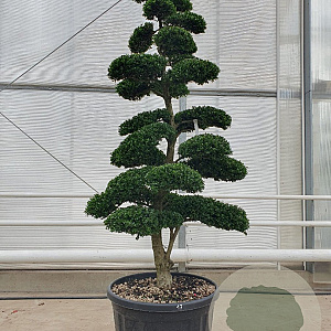 Ilex crenata 'Kimmei' 200-225 cm cont. 175L